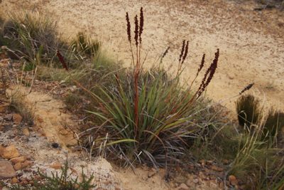 Aristea capitata, photographed by Tony Rebelo
