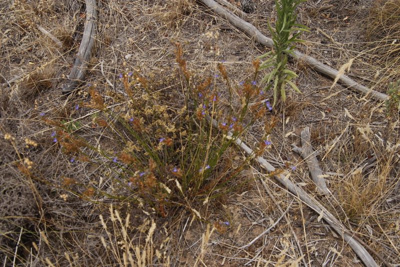 Lobelia comosa, photographed by Tony Rebelo