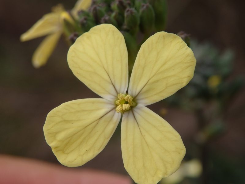 Coincya monensis, photographed by Carminda Santos