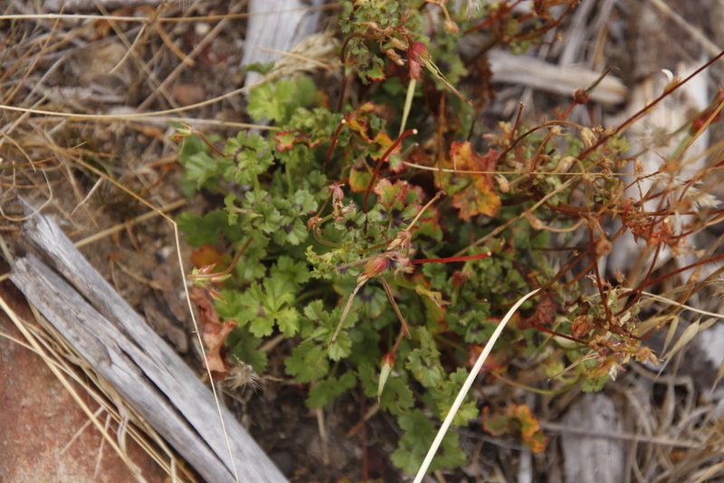 Pelargonium elongatum, photographed by Tony Rebelo
