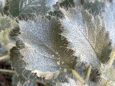 Eucnide urens, photographed by Bobby McCabe
