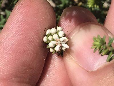 Agathosma apiculata, photographed by Ren Hoekstra