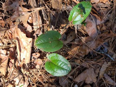 Smilax pumila, photographed by Mimi Posey
