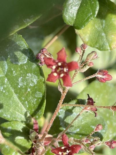 Ribes viburnifolium, photographed by Jim Riley
