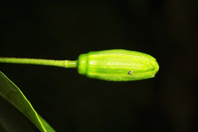 Passiflora trisulca, photographed by Daniel Mesa
