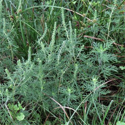 Ambrosia tenuifolia, photographed by Gustavo Puente