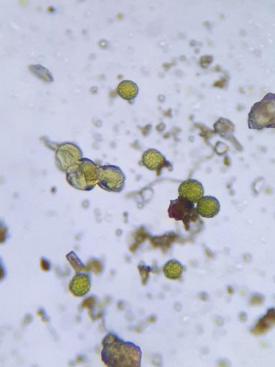 Sphaerocarpos europaeus, photographed by Jonathan Hughes