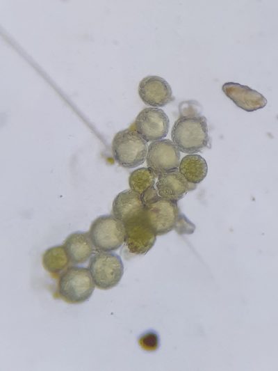 Sphaerocarpos europaeus, photographed by Jonathan Hughes