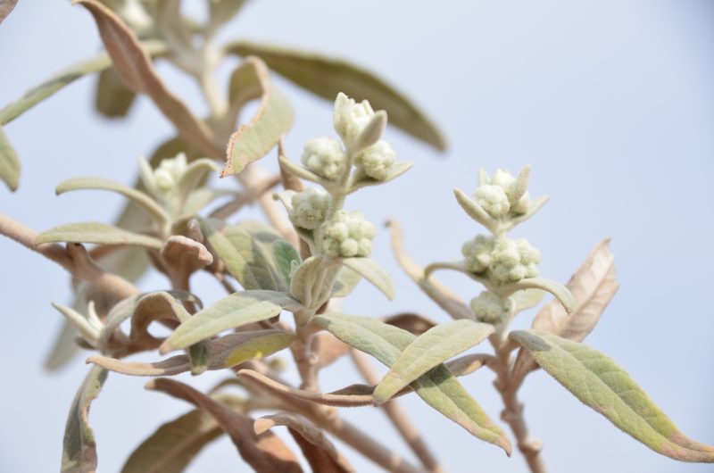 Buddleja cordobensis, photographed by Lauu