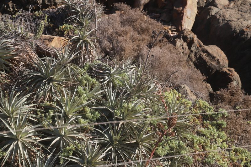 Puya venusta, photographed by Steven Bodzin