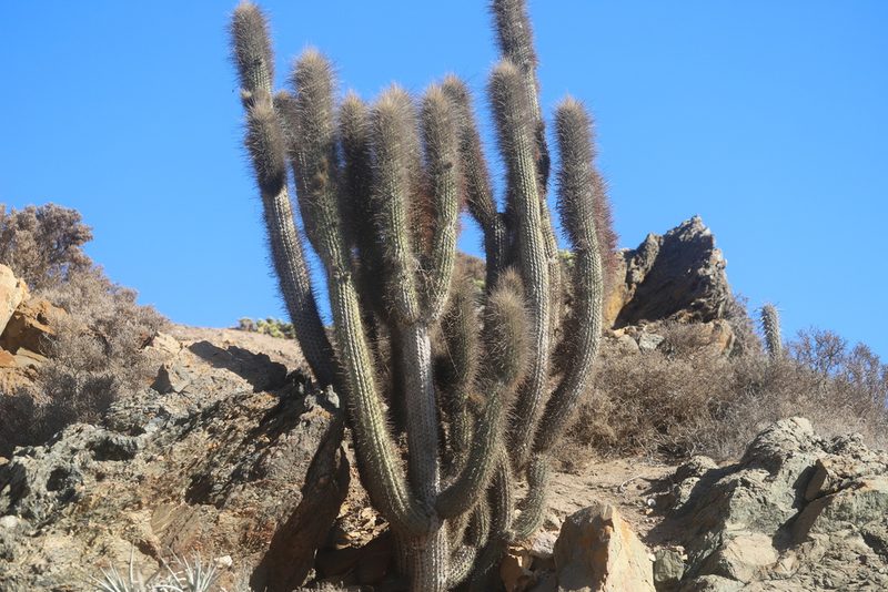 Eulychnia acida, photographed by Steven Bodzin