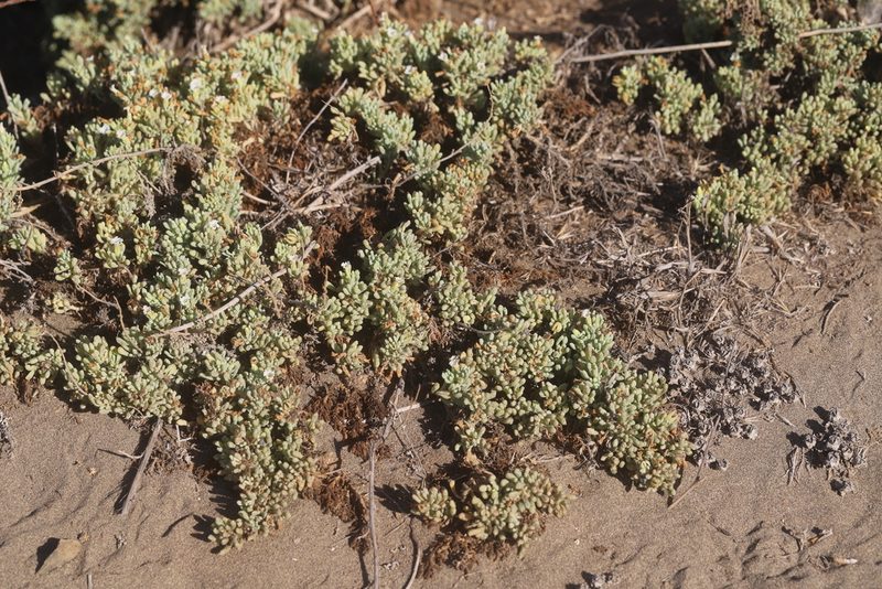 Nolana crassulifolia, photographed by Steven Bodzin