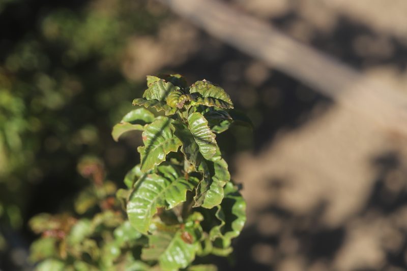 Schinus latifolia, photographed by Steven Bodzin