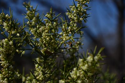 Discaria americana, photographed by Lauu