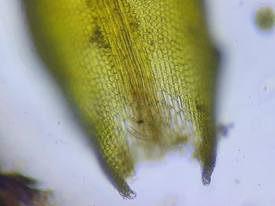 Grimmia tergestina, photographed by Jonathan Hughes