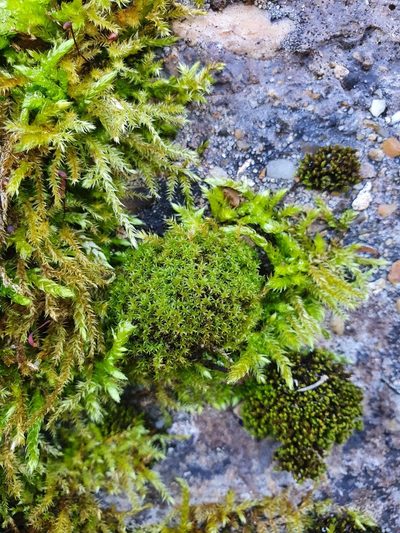 Zygodon viridissimus, photographed by Jonathan Hughes