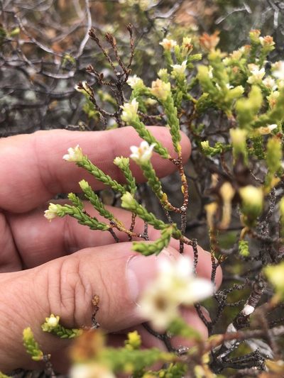 Diosma demissa, photographed by Charleen Brunke