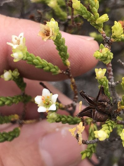 Diosma demissa, photographed by Charleen Brunke