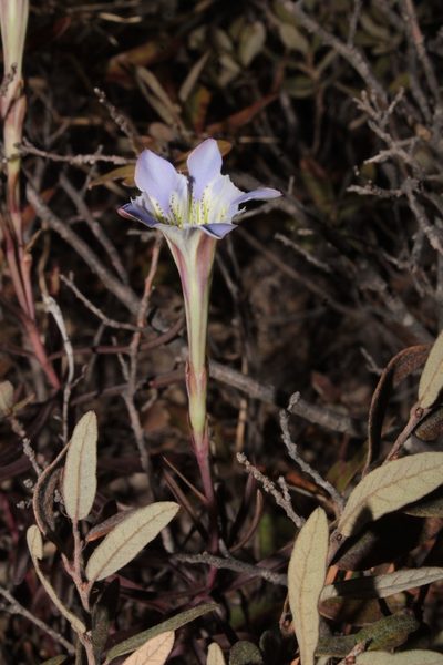 Gentiana hooperi, photographed by Arturo Castro Castro