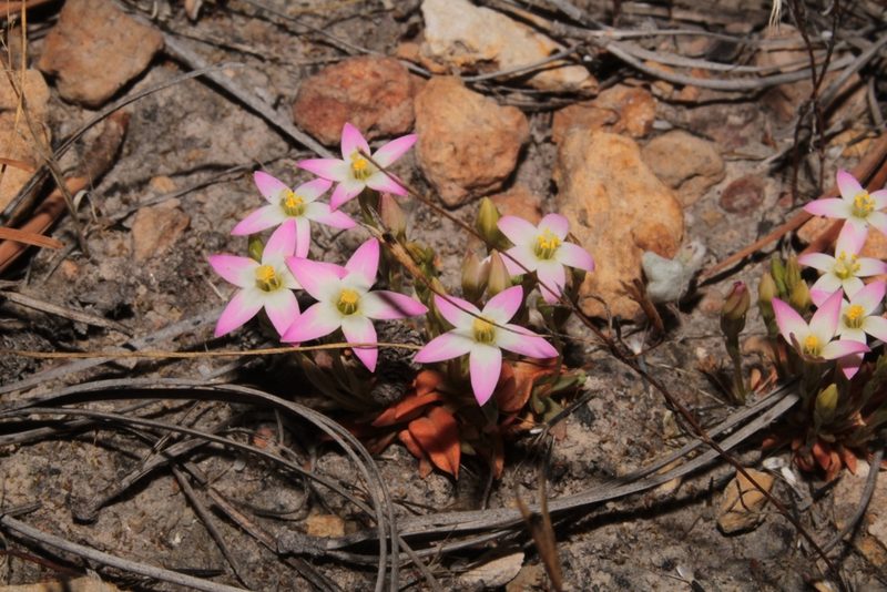 Zeltnera pusilla, photographed by Arturo Castro Castro