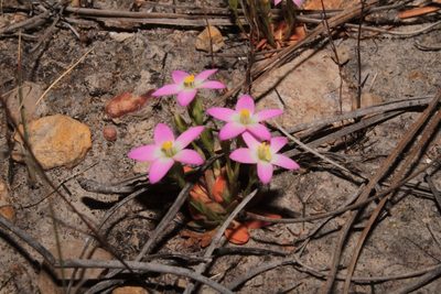 Zeltnera pusilla, photographed by Arturo Castro Castro
