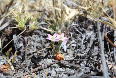 Zeltnera pusilla, photographed by Arturo Castro Castro