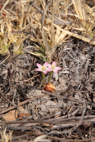 Zeltnera pusilla, photographed by Arturo Castro Castro