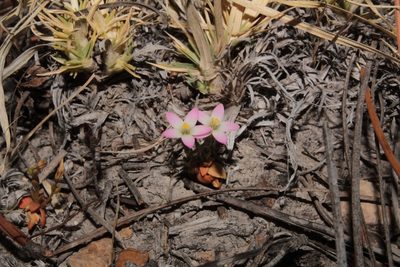 Zeltnera pusilla, photographed by Arturo Castro Castro