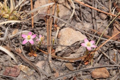 Zeltnera pusilla, photographed by Arturo Castro Castro