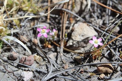 Zeltnera pusilla, photographed by Arturo Castro Castro