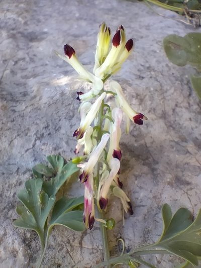 Fumaria flabellata, photographed by Dyhia YOUSFI