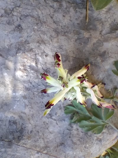 Fumaria flabellata, photographed by Dyhia YOUSFI