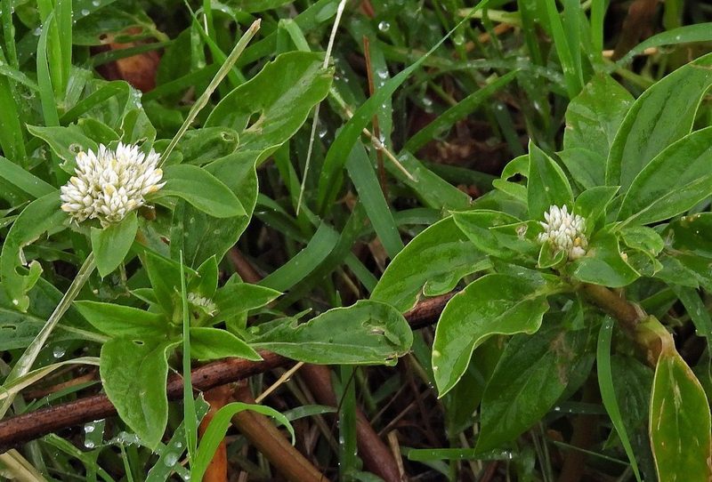 Gomphrena martiana, photographed by Hugo Hulsberg
