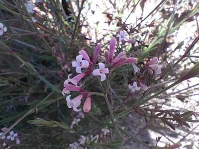 Cynanchica aristata, photographed by Dyhia YOUSFI