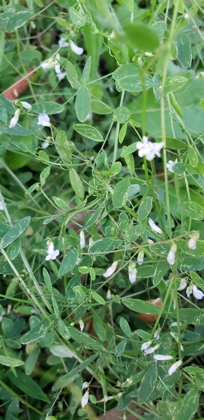 Vicia floridana, photographed by Jeanene Arrington-Fisher