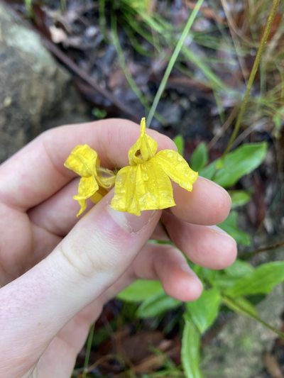 Goodenia decurrens, photographed by Thomas Mesaglio