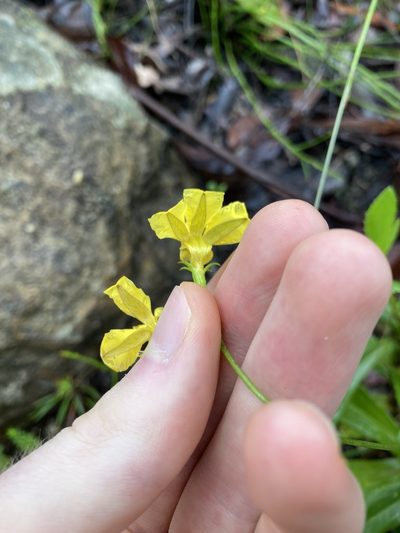 Goodenia decurrens, photographed by Thomas Mesaglio