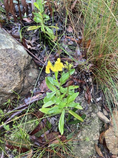 Goodenia decurrens, photographed by Thomas Mesaglio