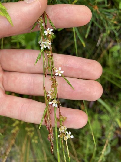 Baeckea linifolia, photographed by Thomas Mesaglio
