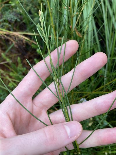 Acacia ptychoclada, photographed by Thomas Mesaglio