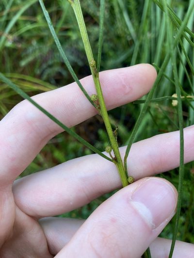 Acacia ptychoclada, photographed by Thomas Mesaglio