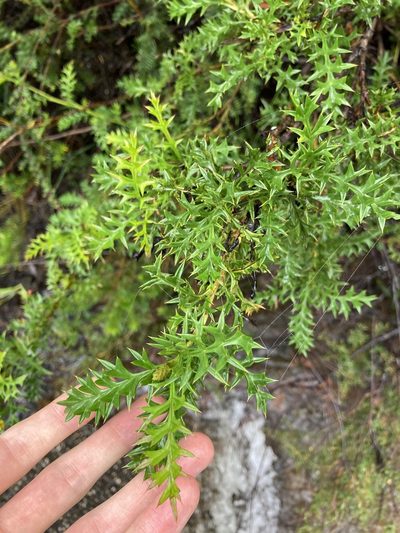 Grevillea acanthifolia, photographed by Thomas Mesaglio