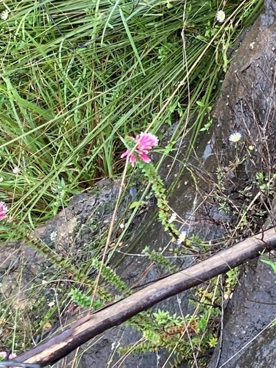 Epacris reclinata, photographed by Thomas Mesaglio