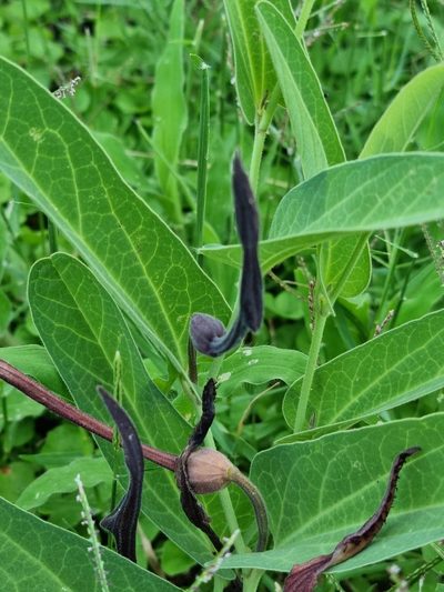Aristolochia lingua, photographed by Sol Quipildor