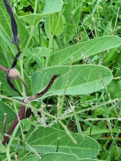 Aristolochia lingua, photographed by Sol Quipildor