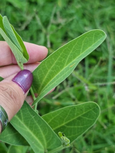 Aristolochia lingua, photographed by Sol Quipildor