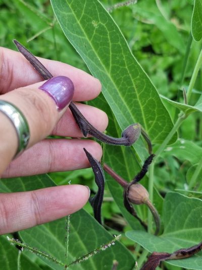 Aristolochia lingua, photographed by Sol Quipildor