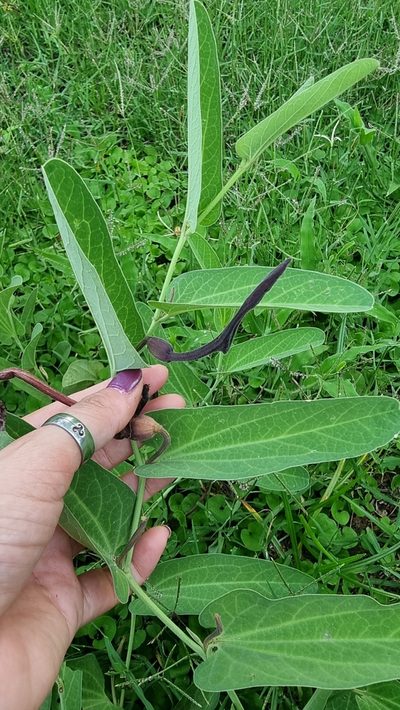 Aristolochia lingua, photographed by Sol Quipildor