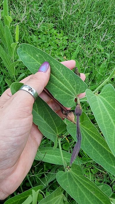 Aristolochia lingua, photographed by Sol Quipildor