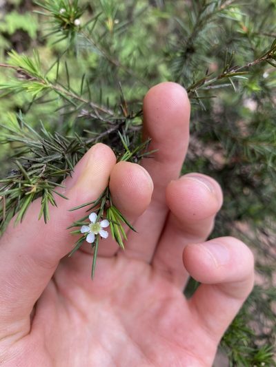 Baeckea linifolia, photographed by Thomas Mesaglio